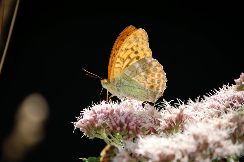 Argynnis ?